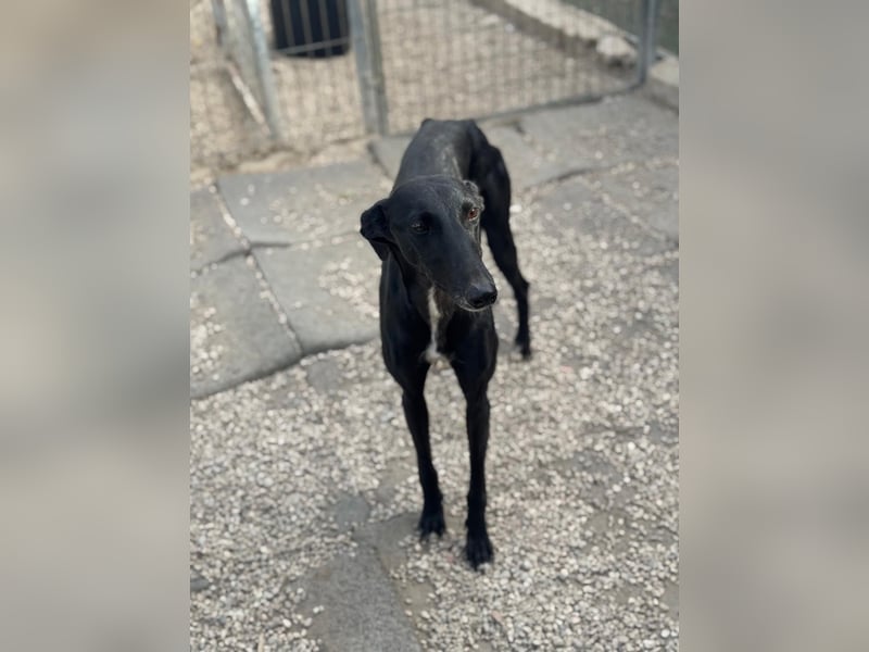 Indira, eine tolle schwarze Galga