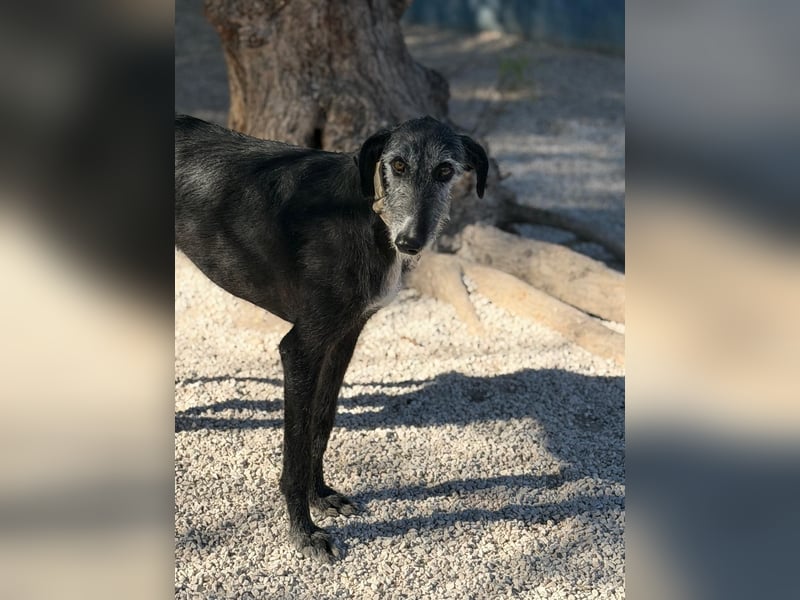 Carbón , ein bezaubernder Rauhaar Galgo