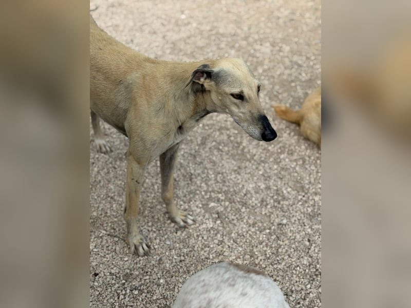 Giovana - sanfte Galgo-Schönheit sucht ihr liebevolles Zuhause