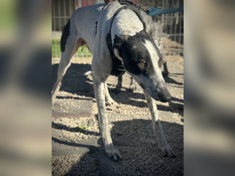 Napoli, hübscher sozialer Galgobub