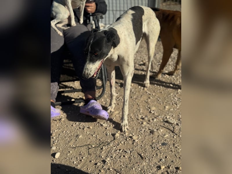 Chantelle, sucht ein warmes Körbchen