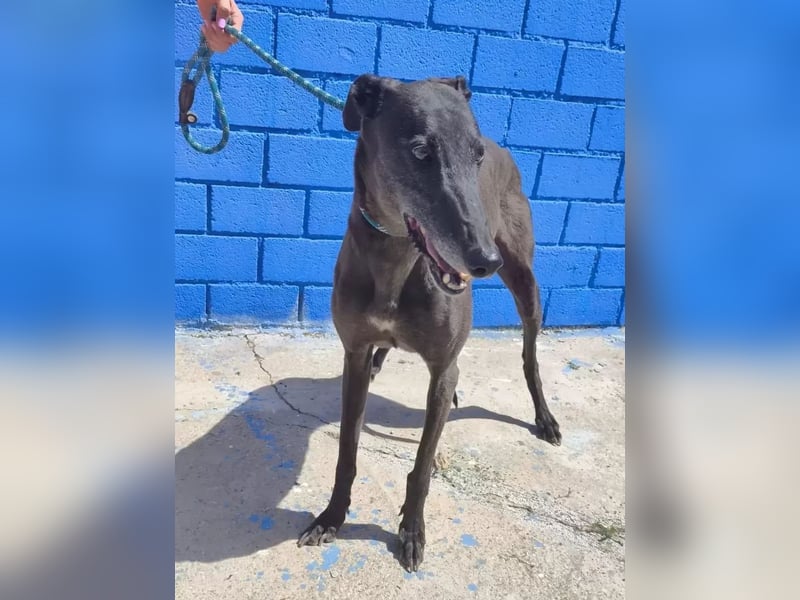 Athena ,wunderschöne Galga mit dunklem Fell sucht ihr Zuhause