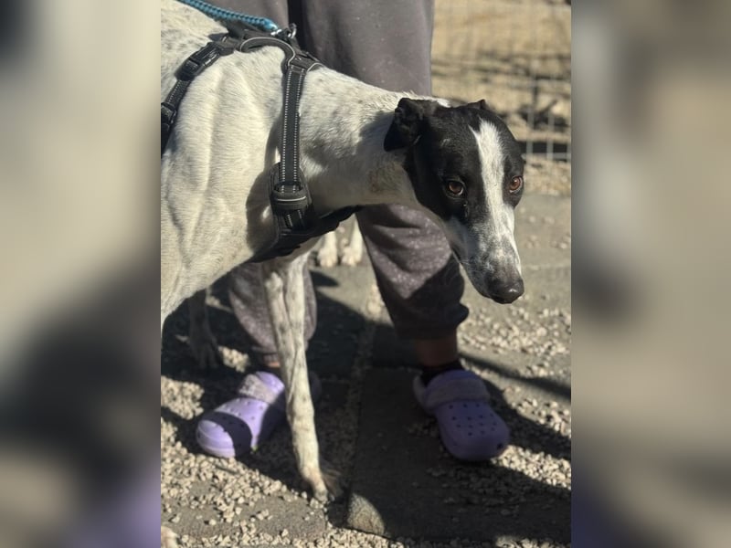 Napoli, hübscher sozialer Galgobub