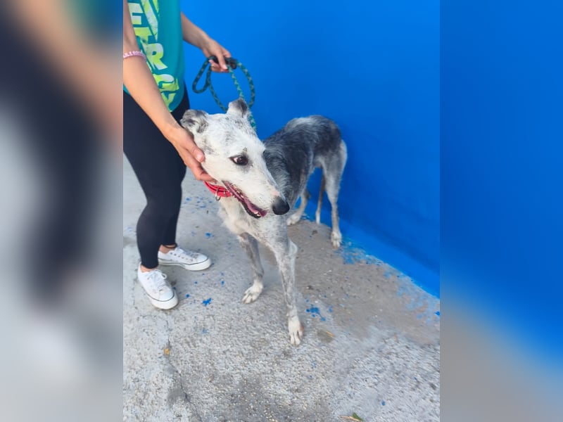 Tejón - ältere Galgo-Seele sucht wieder ein Zuhause