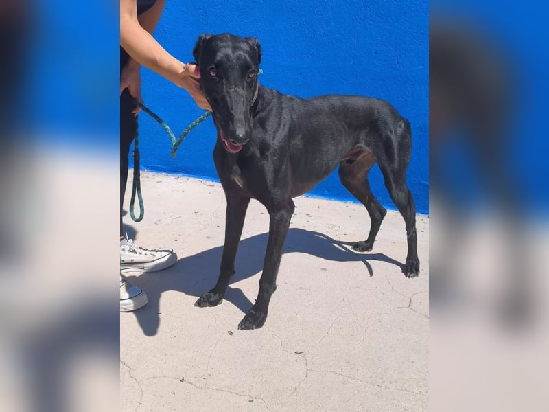 Limoncello ,Ein Herz aus Gold im schwarzen Galgo-Gewand