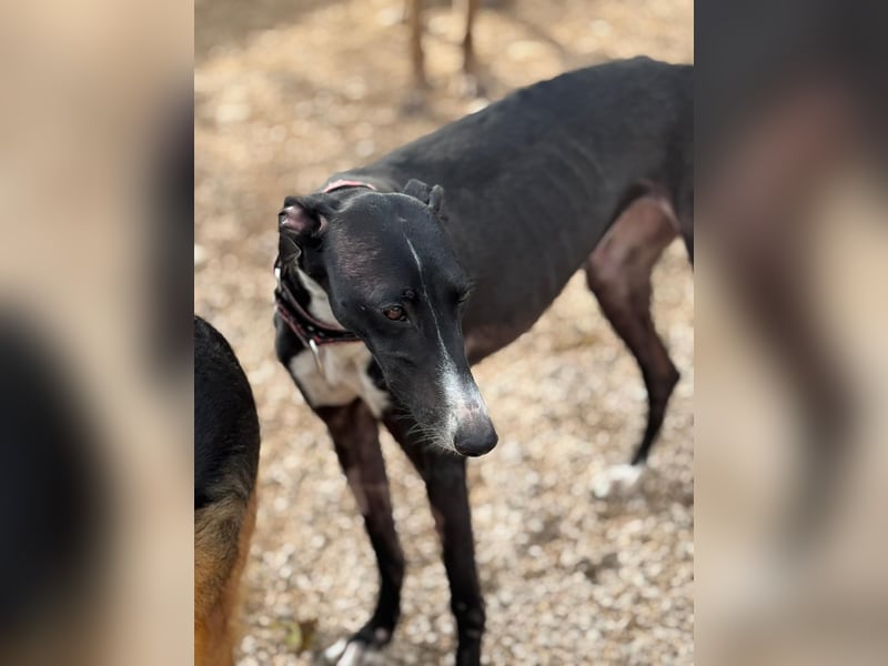Jadiya - schwarze Galgo-Schönheit mit weißem Herzfleck sucht ihr Glück