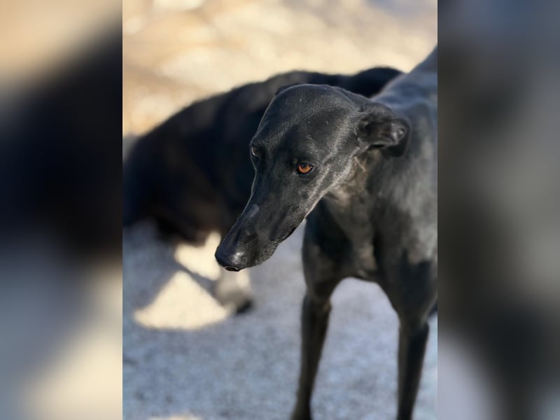 Simón,  hübsche Langnase sucht ein Zuhause