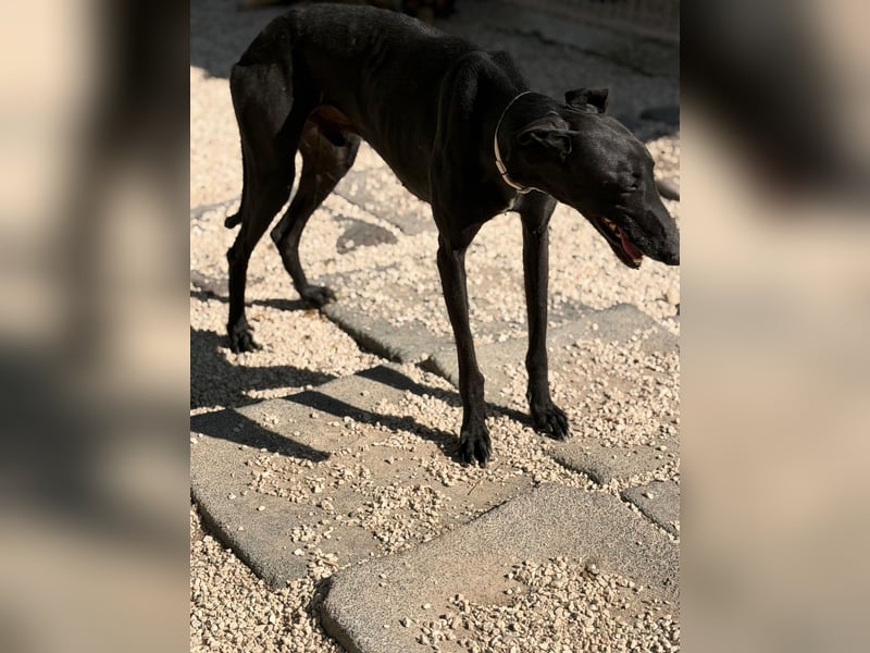 Cacahuete - schwarzer Galgo mit sanfter Seele sucht sein Glück