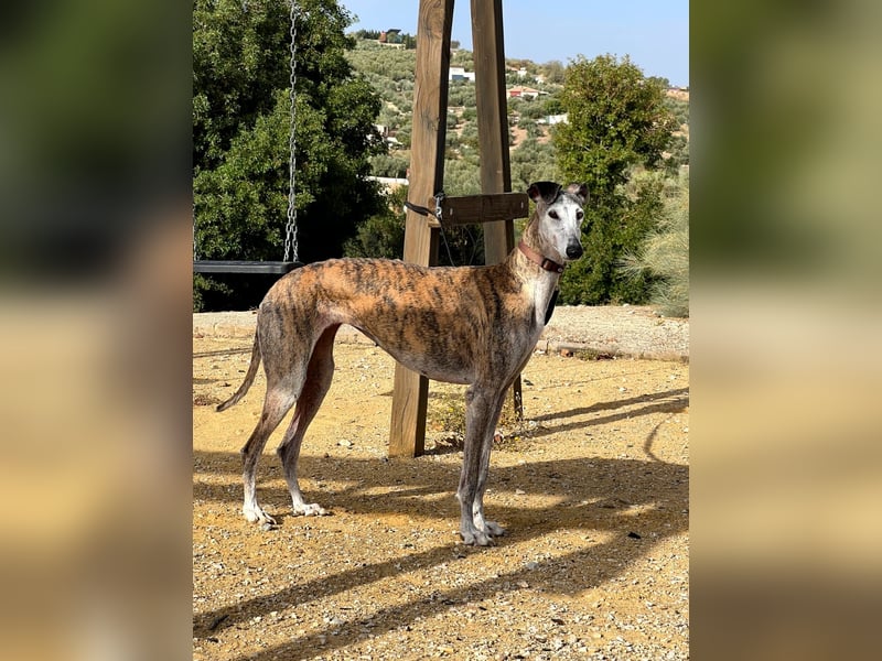 Artillera, wünscht sich ein warmes Plätzle