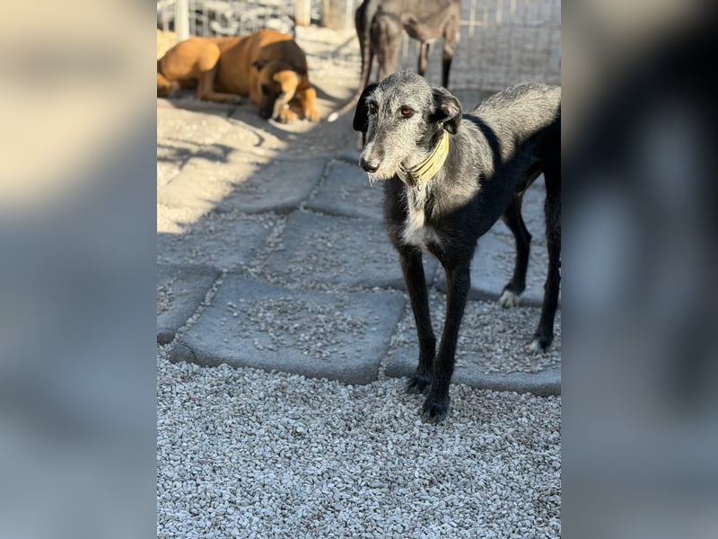 Carbón , ein bezaubernder Rauhaar Galgo