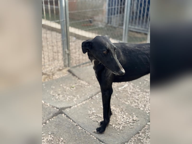 Indira, eine tolle schwarze Galga