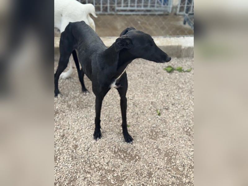 Indira, eine tolle schwarze Galga
