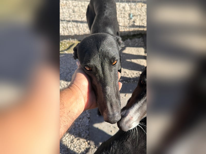 Simón,  hübsche Langnase sucht ein Zuhause