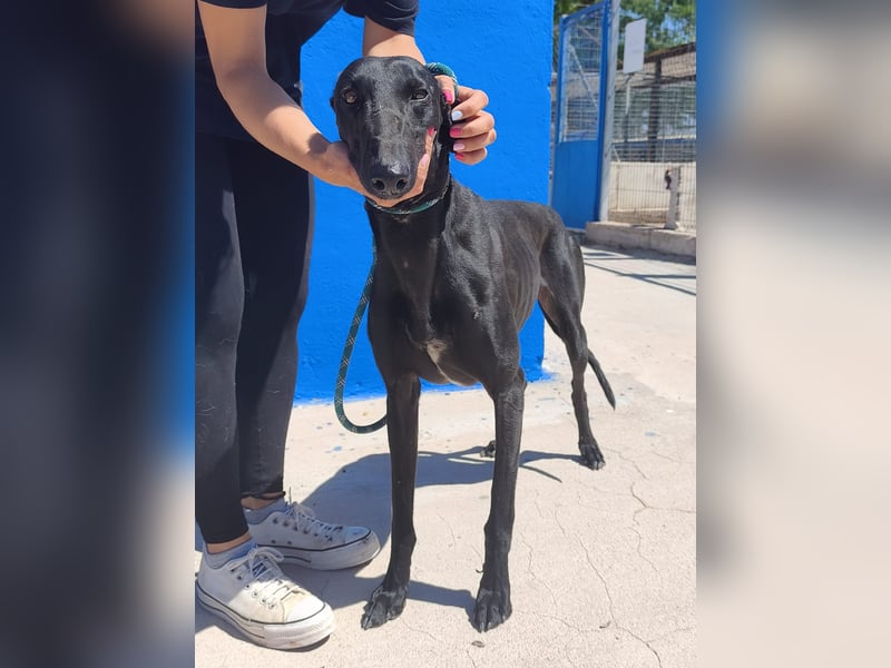 Limoncello - Ein Herz aus Gold im schwarzen Galgo-Gewand