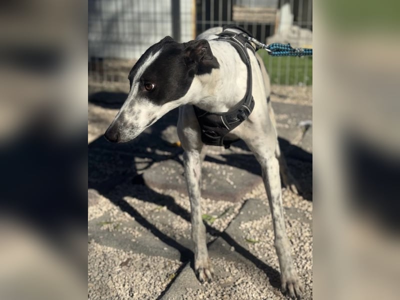 Napoli, hübscher sozialer Galgobub