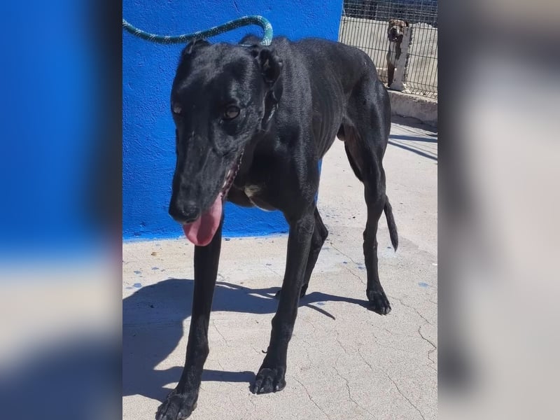 Limoncello ,Ein Herz aus Gold im schwarzen Galgo-Gewand