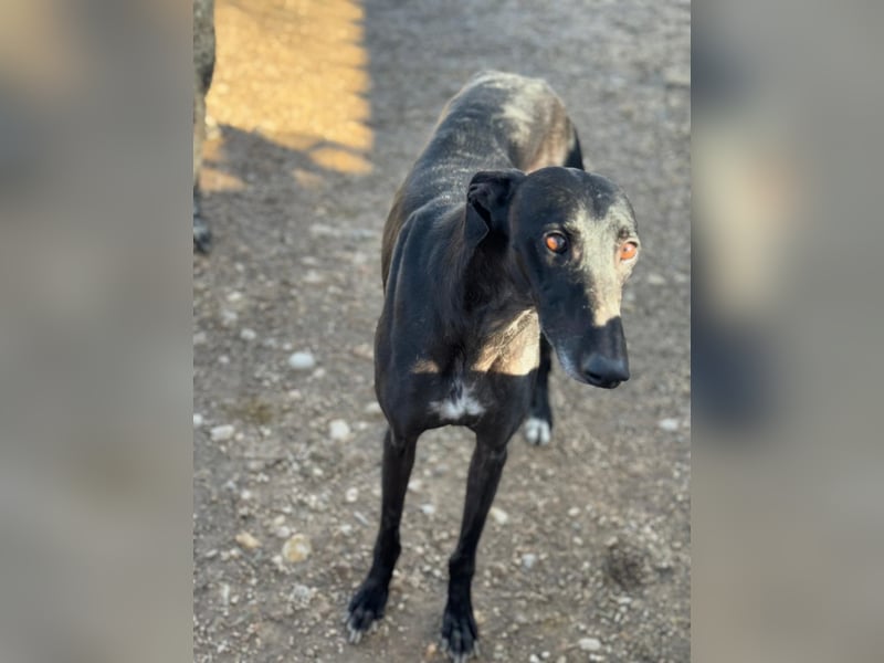 Simón,  hübsche Langnase sucht ein Zuhause