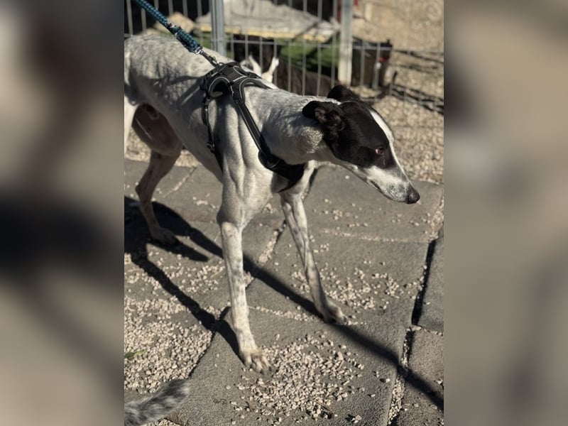 Napoli, hübscher sozialer Galgobub