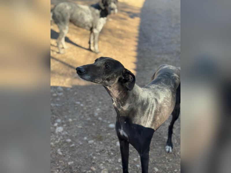 Simón,  hübsche Langnase sucht ein Zuhause