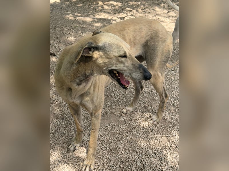 Giovana - sanfte Galgo-Schönheit sucht ihr liebevolles Zuhause
