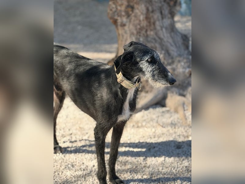 Carbón , ein bezaubernder Rauhaar Galgo