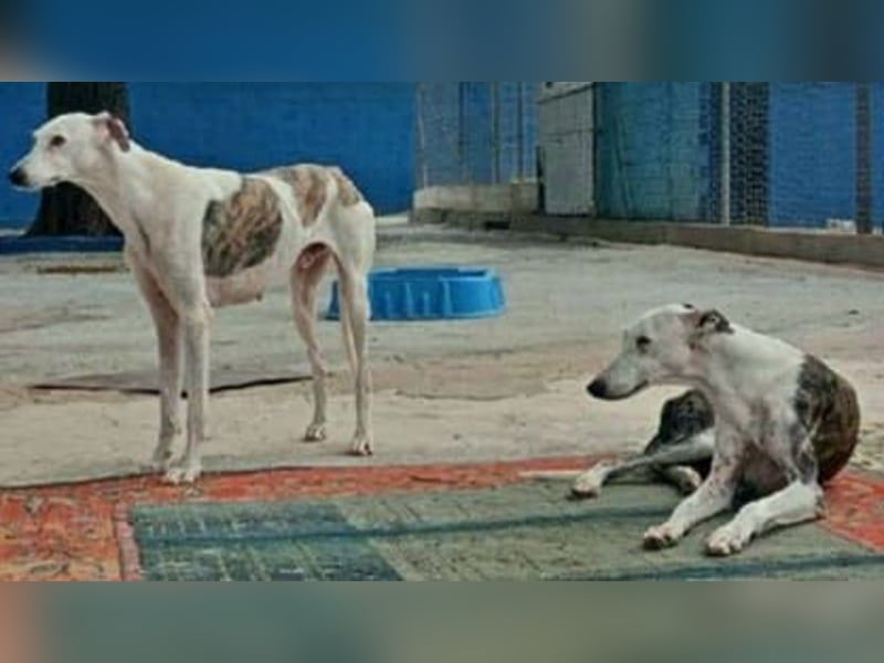 Lion, ein stattlicher Galgo Bub