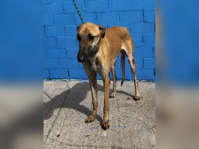 Marshal, er musste viel Leid ertragen