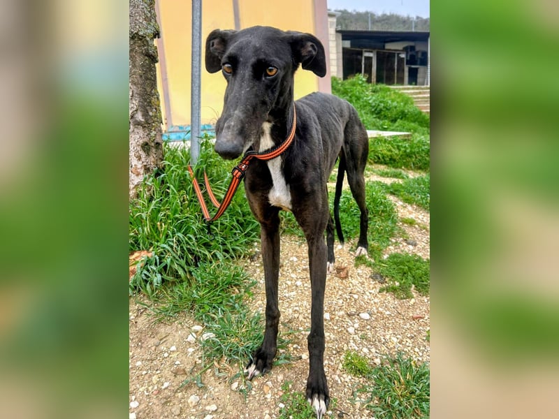 Mandi - junge und katzenfreundliche Galga mit besonderem Gesicht und viel Lebensfreude