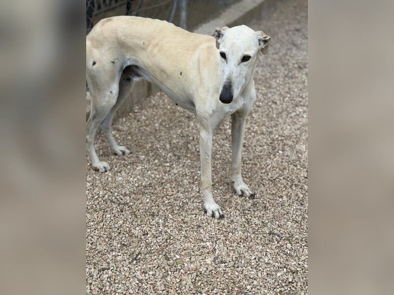 Tigrillo- cremefarbener Langbein sucht sein Glück