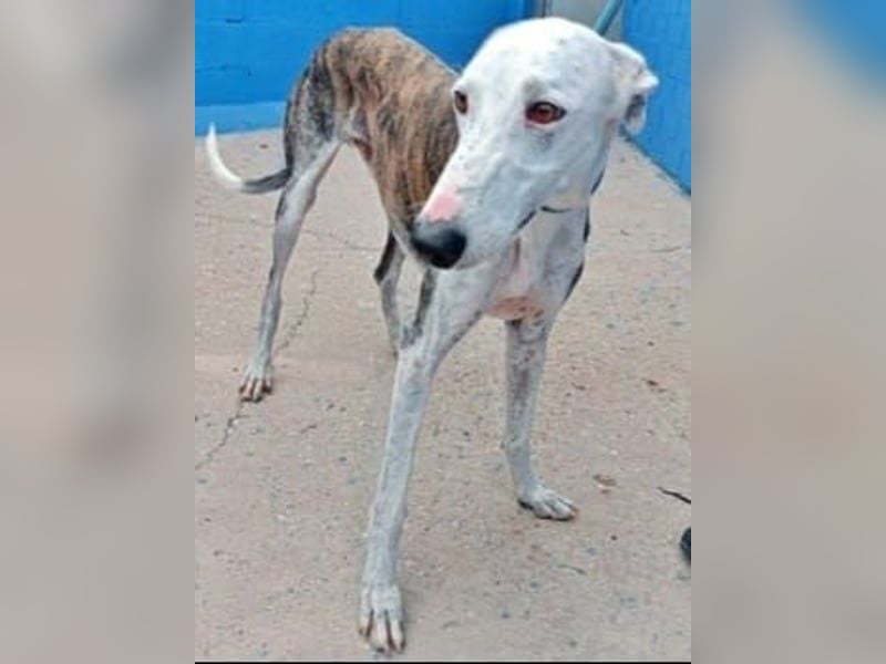 Lion, ein stattlicher Galgo Bub