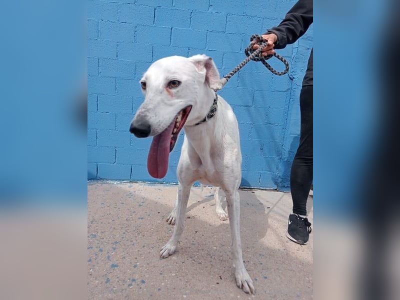 Niko, hofft auf sein Weihnachtswunder