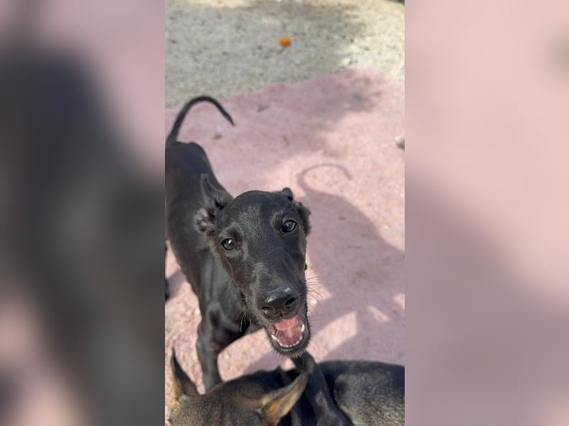 Ruinero, kleiner Kasperkopp sucht Anschluss