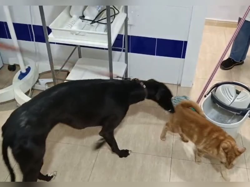 Mandi - junge und katzenfreundliche Galga mit besonderem Gesicht und viel Lebensfreude