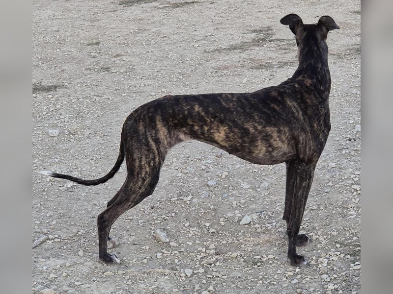 Candela, träumt von einem warmen Körbchen