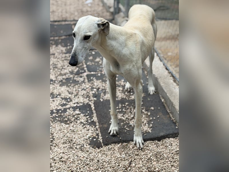 Tigrillo- cremefarbener Langbein sucht sein Glück
