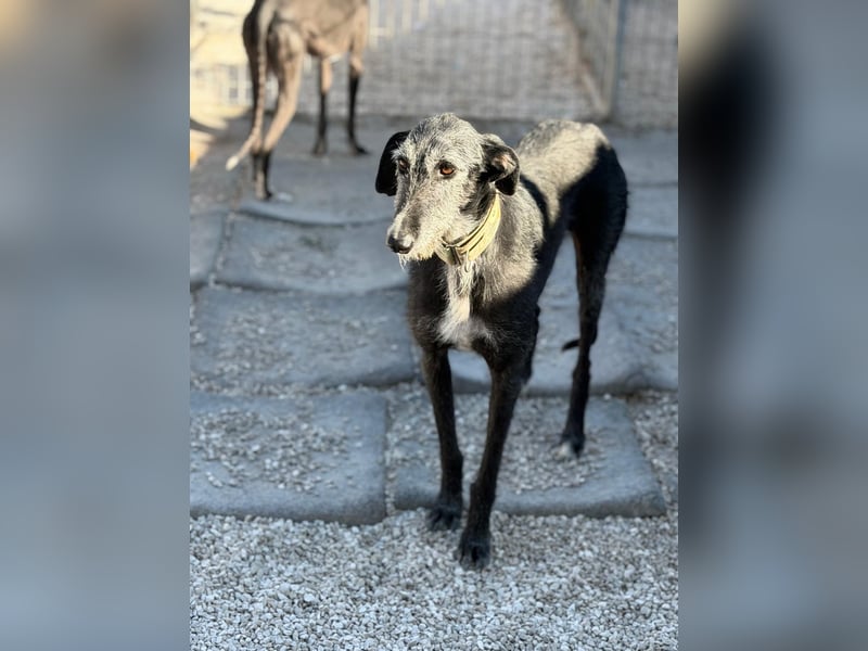 Carbón , ein bezaubernder Rauhaar Galgo