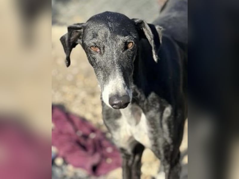 Gala, ein zartes Seelchen hoff auf eine Chance