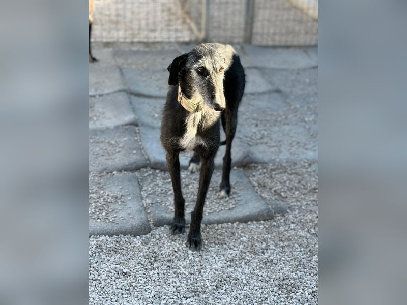 Carbón , ein bezaubernder Rauhaar Galgo