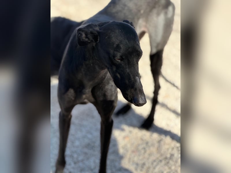 Simón,  hübsche Langnase sucht ein Zuhause