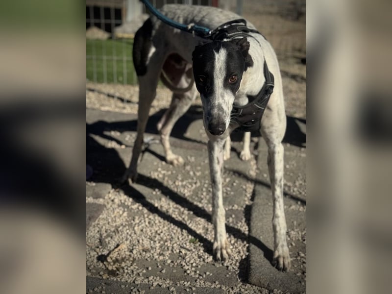 Napoli, hübscher sozialer Galgobub