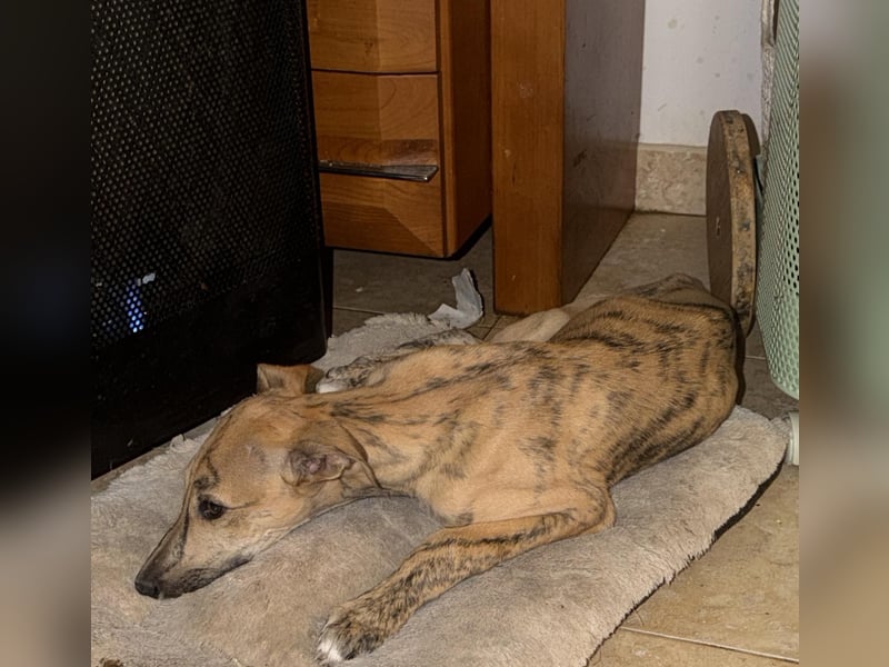 Alvaro, kleine Langnase zum verlieben