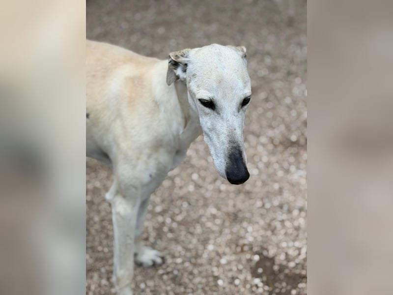 Tigrillo- cremefarbener Langbein sucht sein Glück