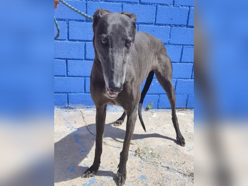 Athena - wunderschöne Galga mit dunklem Fell sucht ihr Zuhause