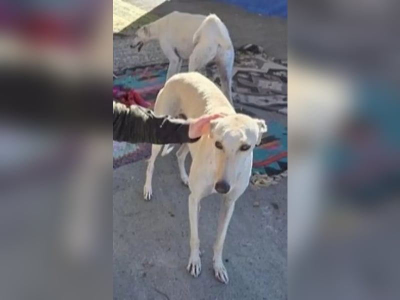 Coco, eine hübsche Langnase wartet auf sein Glück