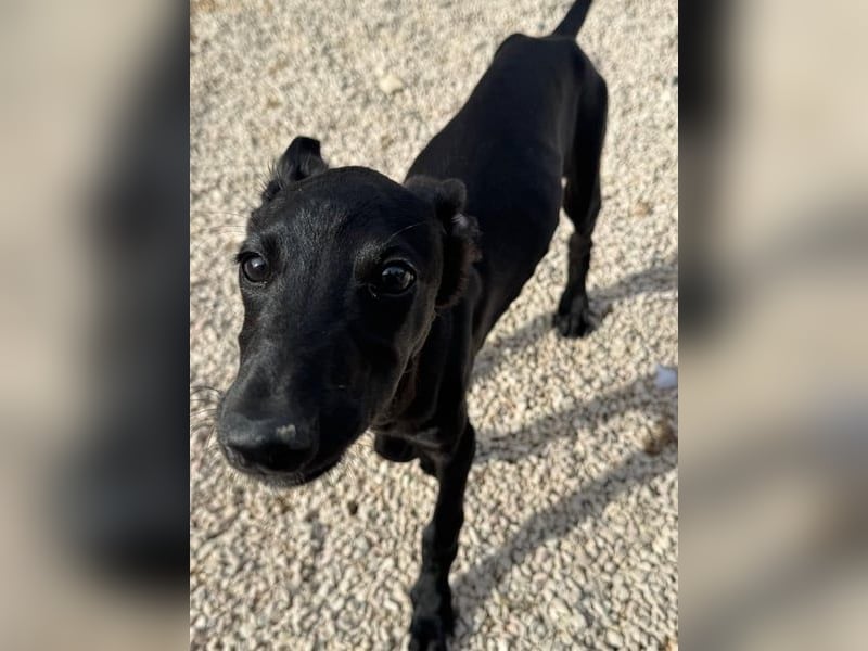 Ruinero, kleiner Kasperkopp sucht Anschluss