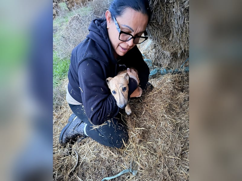 Alvaro, kleine Langnase zum verlieben