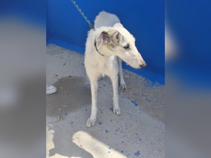 Pinocho ,sanfter Rauhaar-Galgo mit besonderem Charme sucht sein Glück