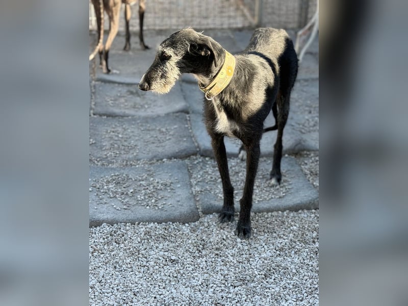 Carbón , ein bezaubernder Rauhaar Galgo
