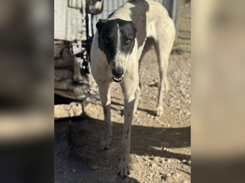 Chantelle, sucht ein warmes Körbchen