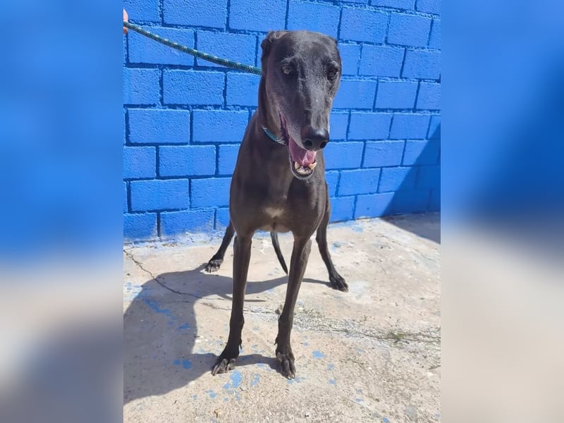 Athena ,wunderschöne Galga mit dunklem Fell sucht ihr Zuhause